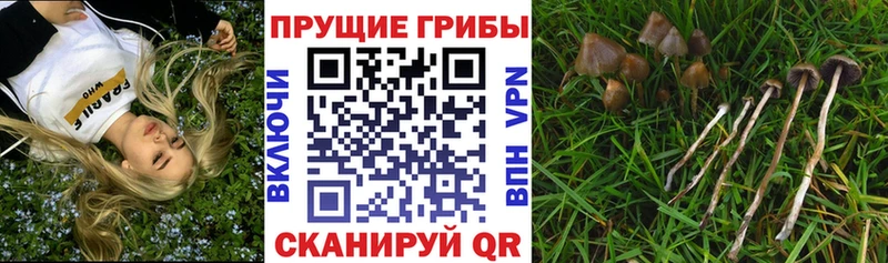 Псилоцибиновые грибы Psilocybe  Ипатово 